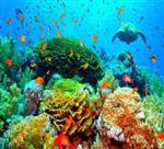 barrier reef
